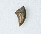 Raptor Tooth - Richardoestesia Characteristics #12282-1